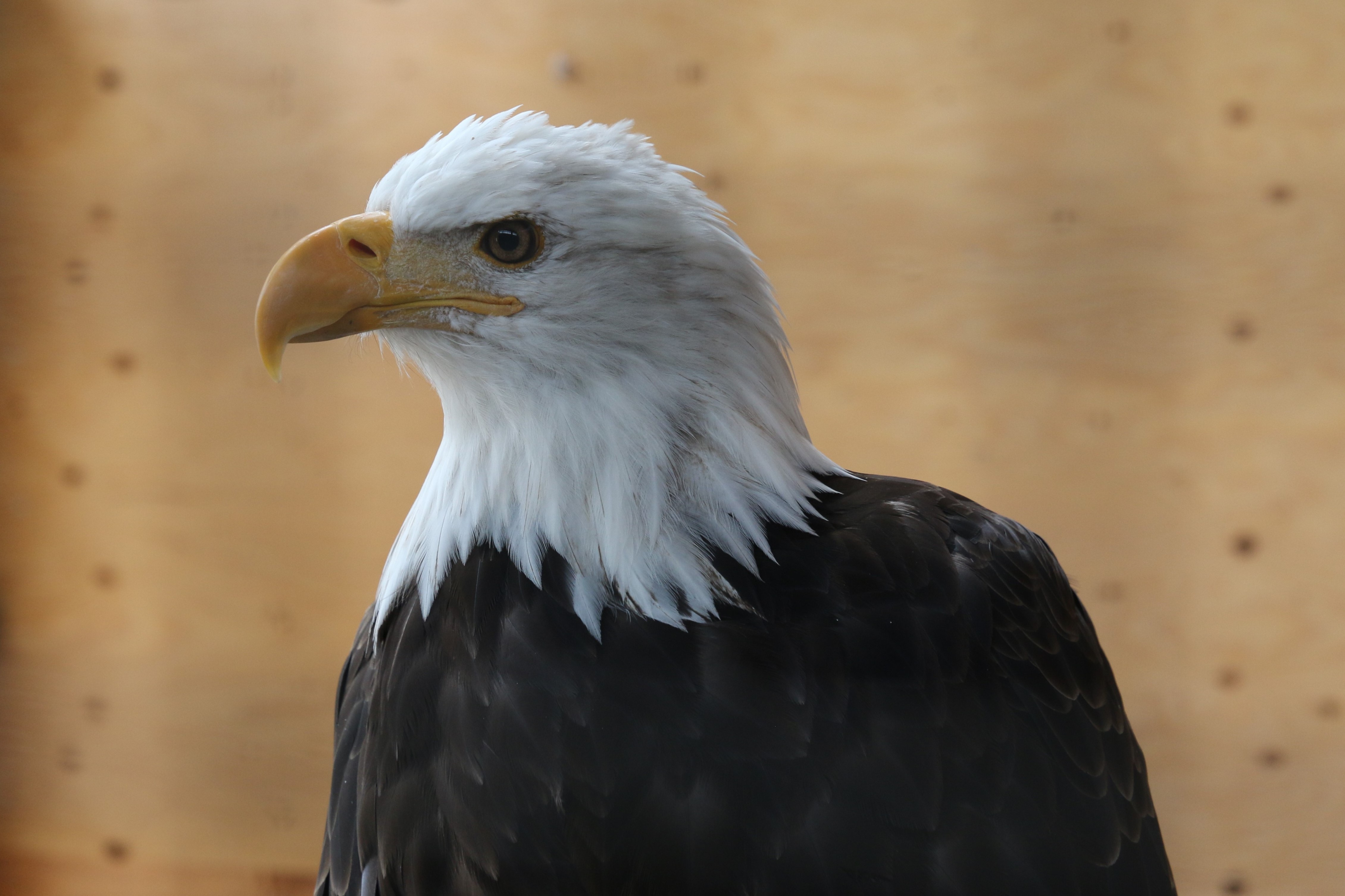 Alaska
